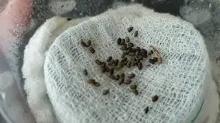 Kinder niespodzianka! Wykluwa się mały patyczak🐣
