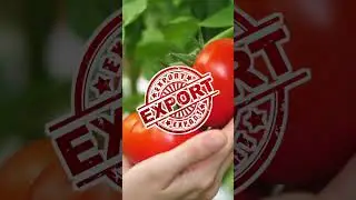 How to Export Tomatoes From India | Make good money in export of tomatoes