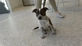 Overview of the Training Program at Tucker Pup's