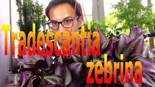 Cómo cuidar una tradescantia, panameña o planta cucaracha (TRADESCANTIA ZEBRINA)