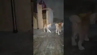 MUZZA DAN SI KEMBAR