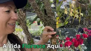 Flor DE Jabuticaba, Orquídea Aranha, Roseiras, Mudinhas Pra Horta e (Um Bate-Papo Com Vocês)