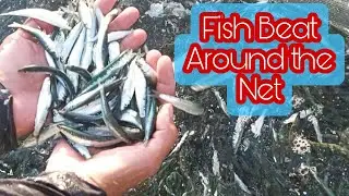Fish Beat Around the Net