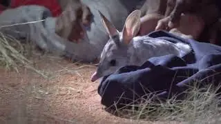 Greater Bilby Bounces Back at Central Australian Wildlife Sanctuary