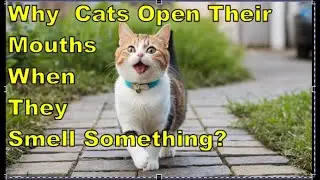 Why Do Cats Open Their Mouths When They Smell Sth, Flehmen Response and How Cats &ldquo;Taste&rdquo; the Air