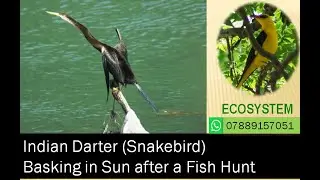 Indian Darter (Snakebird): Basking in Sun after a Fish Hunt
