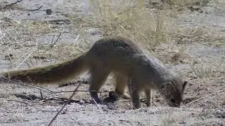Yellow Mongoose foraging - Southern Kalahari