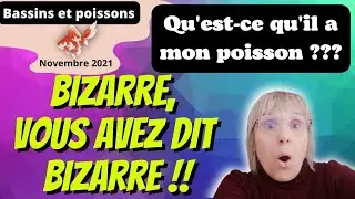 Comportement bizarre chez un poisson