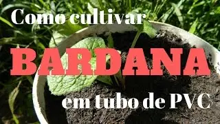 Como cultivar Bardana em tubo de PVC
