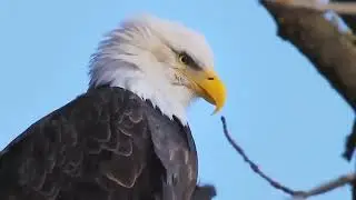 Eagle attack