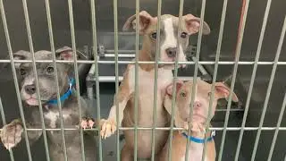 Zari, Zared, and Zardey #52403, 4, and 5