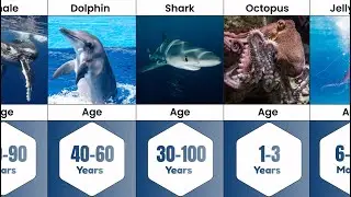 Ocean Animals Lifespan Ranking | Ocean Animals Lifespan Comparison