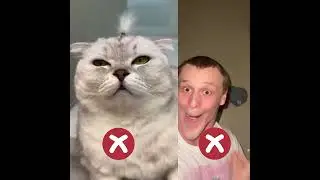 I won t  joke with cat anymore 🥲 #reaction #reactionvideo #sigma #bombastic #cat #cats