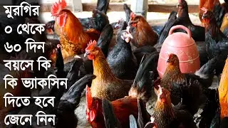 মুরগির ০ থেকে ৬০ দিন বয়সে কি কি ভ্যাকসিন দিতে হবে জেনে নিন - Chicken Vaccine Schedule