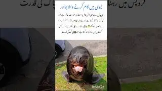 Sea Lion Intelligence Will Shock You 🐾🧠 #sealions #naturefacts #nature #wildlife #shorts