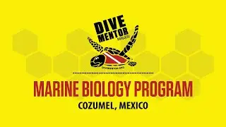 Summer Caribbean Marine Biology Adventure Program