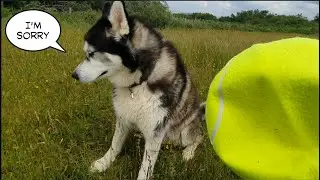 Cute Dog says Sorry after breaking his new toy straight away
