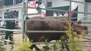 On Top Droughtmasters 3rd Production Auction