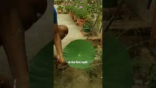 Lotus Leaf Hack! (myth busting 5) #shortsvideo #explore #planthacks #nature #lotusleaf #lotus