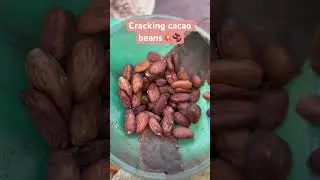 Cracking roasted cacao beans in a Champion Juicer to be winnowed so I can grind nibs into chocolate