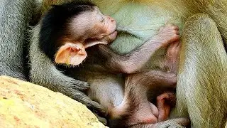 FEELING THANKS FULL ! Tiny baby Jody get milk full from mom Jane in farm chest