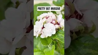 This Pretty Plant Almost Took Over My Garden!
