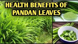 PANDAN LEAVES HAVE SO MANY BENEFITS FOR HEALTH | MUST WATCH IT'S IMPRESSIVE.