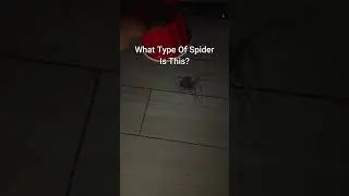 What Type Of Spider Is This? #shorts