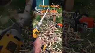 SLO mo tenon #outdoorsport #diy #woodworking #birch #treeexperts