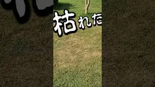 芝生を最短で復活させる方法