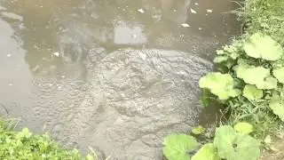 drma drma plovak (Travnicki ribolovci)