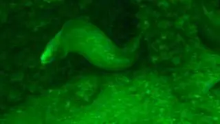 Grey Moray eel (Peppered Eel) on Inshcape-2 Wreck, Khurr-Fakkan, Sharjah, UAE 24/3/2012