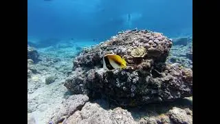 Diving Mauritius Pennant Coral Fish