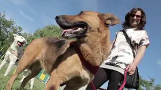 Golden & Friends 3 | Itinera Agility Dog Club