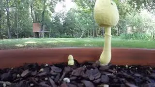 Backyard Shrooms