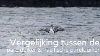 Vergelijking tussen Parelduiker en Pacifische parelduiker #1431