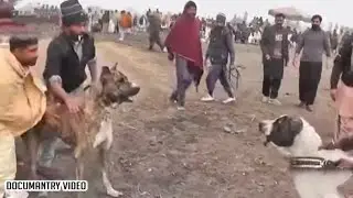 8most famous bully dogs | bully dogs shaka,jiger,commando,jiger,sonofmachianwala,Bholo,sherabi&etc