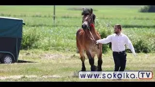 III Wojewódzka Wystawa Koni Rasy Polski Koń Zimnokrwisty