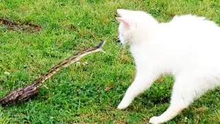 FEARLESS CATS 2022 😹 Badass Cats Who Will Amaze You [Funny Pets]