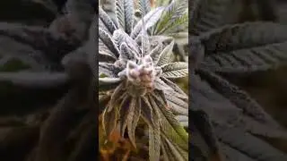 Apple fritter!!! grown by Gangjabros757