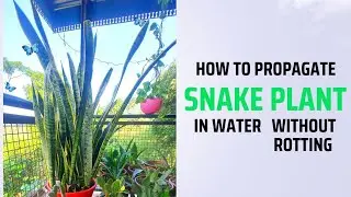 Propagate Snake Plant in water. 5 Months Update