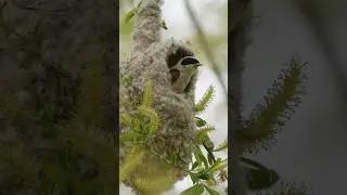 EURASIAN PENDULINE TIT #shorts #nature #wildlife #birds #birdslover #birdwatching