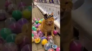 &ldquo;Cycling Cat Takes Over Akihabara! Maid Caf&eacute; Chaos, Gachapon Heist & Anime Madness!  #cat #funny