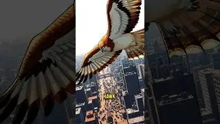 Hawk Spirit Animal | Hawk Spirit Guide | Hawk Symbolism  #spiritanimals #hawk #animaltotems
