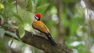 Common Flameback's call