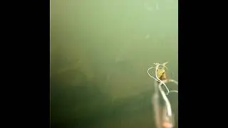 The things you find underwater! #fishing #shorts #sunkenboat