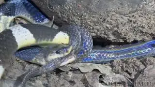 Extremely venomous Malayan Krait attacks Sunbeam Snake #venomous #attack #snake
