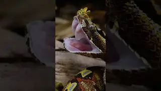 💀scary [ atheris chlorechis ] ☠️#snake #reptiles #short #edit