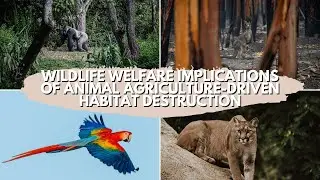 Wildlife welfare implications of animal agriculture-driven habitat destruction