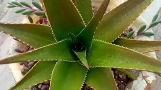 Testere Aloe Vera (aloe arborescens)
